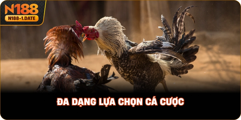 da-dang-lua-chon-ca-cuoc
